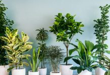 Ove biljke, prema vjerovanjima, tjeraju sreću iz kuće: Mnogi ih drže, a ne znaju šta privlače Ove biljke, prema vjerovanjima, tjeraju sreću iz kuće: Mnogi ih drže, a ne znaju šta privlače