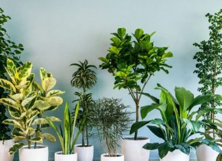 Ove biljke, prema vjerovanjima, tjeraju sreću iz kuće: Mnogi ih drže, a ne znaju šta privlače Ove biljke, prema vjerovanjima, tjeraju sreću iz kuće: Mnogi ih drže, a ne znaju šta privlače