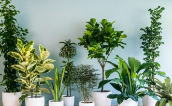 Ove biljke, prema vjerovanjima, tjeraju sreću iz kuće: Mnogi ih drže, a ne znaju šta privlače Ove biljke, prema vjerovanjima, tjeraju sreću iz kuće: Mnogi ih drže, a ne znaju šta privlače