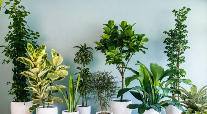 Ove biljke, prema vjerovanjima, tjeraju sreću iz kuće: Mnogi ih drže, a ne znaju šta privlače Ove biljke, prema vjerovanjima, tjeraju sreću iz kuće: Mnogi ih drže, a ne znaju šta privlače