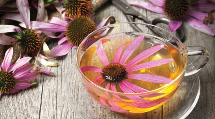 Sedam biljaka koje prirodno jačaju imunitet i štite od virusa Sedam biljaka koje prirodno jačaju imunitet i štite od virusa