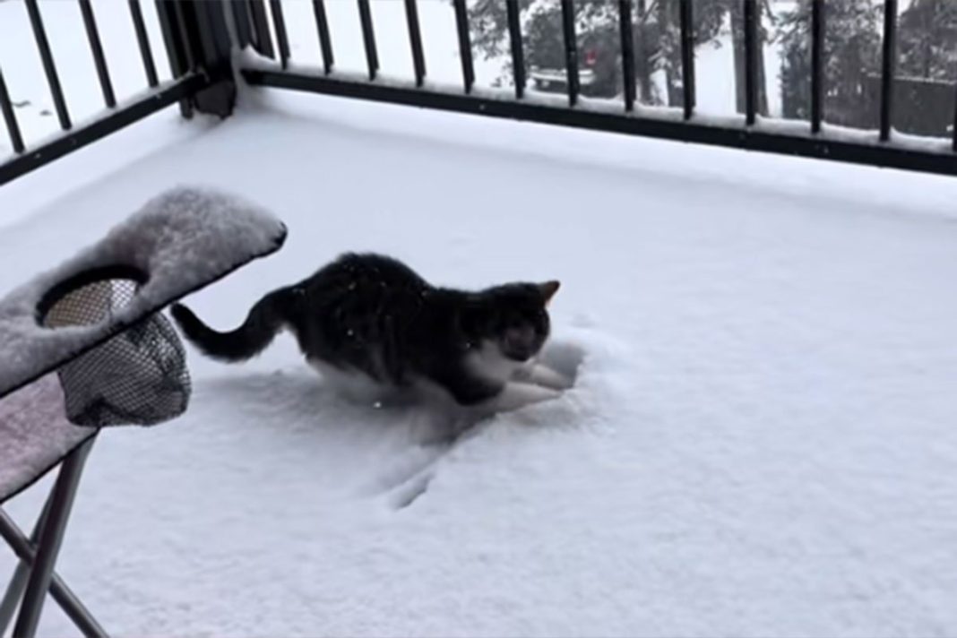 Od napuštenog mačića do internet senzacije: Martijev prvi susret sa snijegom oduševio publiku(VIDEO)