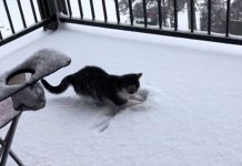 Od napuštenog mačića do internet senzacije: Martijev prvi susret sa snijegom oduševio publiku(VIDEO) Od napuštenog mačića do internet senzacije: Martijev prvi susret sa snijegom oduševio publiku(VIDEO)