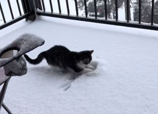 Od napuštenog mačića do internet senzacije: Martijev prvi susret sa snijegom oduševio publiku(VIDEO) Od napuštenog mačića do internet senzacije: Martijev prvi susret sa snijegom oduševio publiku(VIDEO)
