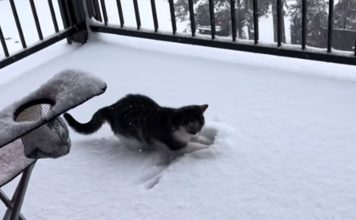 Od napuštenog mačića do internet senzacije: Martijev prvi susret sa snijegom oduševio publiku(VIDEO) Od napuštenog mačića do internet senzacije: Martijev prvi susret sa snijegom oduševio publiku(VIDEO)
