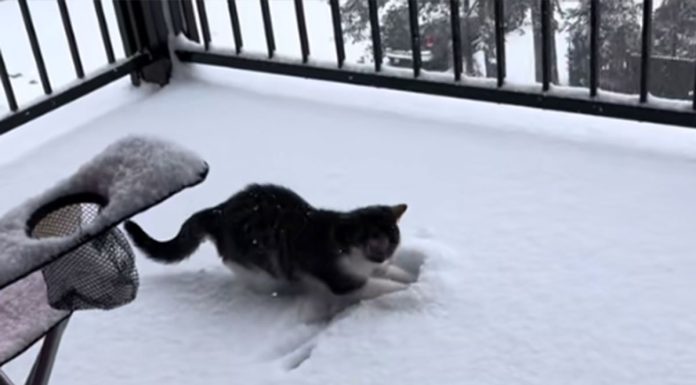 Od napuštenog mačića do internet senzacije: Martijev prvi susret sa snijegom oduševio publiku(VIDEO) Od napuštenog mačića do internet senzacije: Martijev prvi susret sa snijegom oduševio publiku(VIDEO)