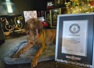 Najslađa svjetska senzacija: Ozzy ima najduži pseći jezik i srce još veće! Najslađa svjetska senzacija: Ozzy ima najduži pseći jezik i srce još veće!