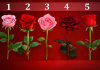 Pet ruža, pet sudbina – koju vi birate? Pet različitih ruža poredanih u nizu – vizuelni test ličnosti sa izborom ruže