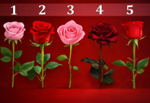Pet ruža, pet sudbina – koju vi birate? Pet različitih ruža poredanih u nizu – vizuelni test ličnosti sa izborom ruže