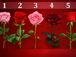 Pet ruža, pet sudbina – koju vi birate? Pet različitih ruža poredanih u nizu – vizuelni test ličnosti sa izborom ruže