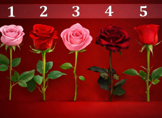 Pet ruža, pet sudbina – koju vi birate? Pet različitih ruža poredanih u nizu – vizuelni test ličnosti sa izborom ruže