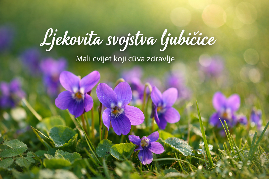 Zašto je ljubičica pravo blago prirode? Ljekovita svojstva koja iznenađuju