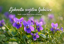 Zašto je ljubičica pravo blago prirode? Ljekovita svojstva koja iznenađuju Zašto je ljubičica pravo blago prirode? Ljekovita svojstva koja iznenađuju