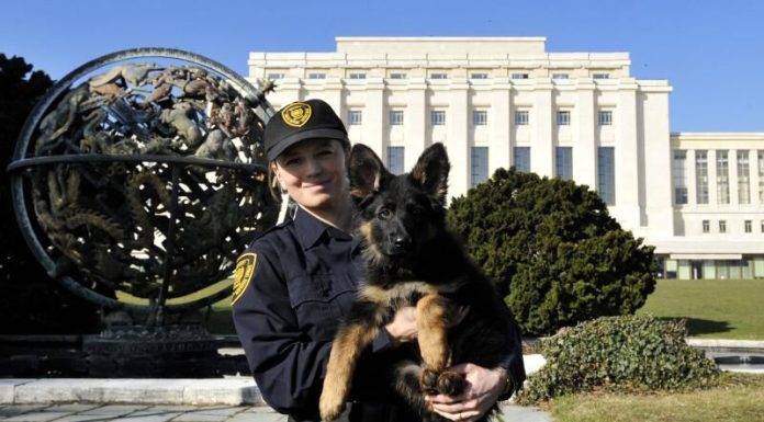 Dok svijet raspravlja, on čuva mir: Thor, pas u službi UN-a