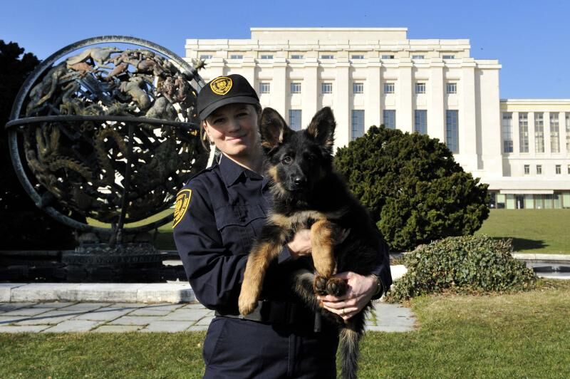 Dok svijet raspravlja, on čuva mir - Thor, pas u službi UN-a 2