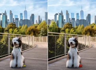 Vidite li ono što drugi ne vide? Testirajte svoje oči i mozak u samo jednoj minuti Vidite li ono što drugi ne vide? Testirajte svoje oči i mozak u samo jednoj minuti