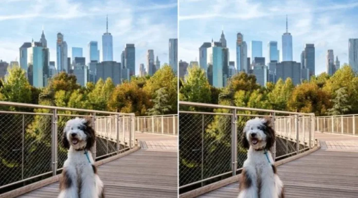 Vidite li ono što drugi ne vide? Testirajte svoje oči i mozak u samo jednoj minuti Vidite li ono što drugi ne vide? Testirajte svoje oči i mozak u samo jednoj minuti