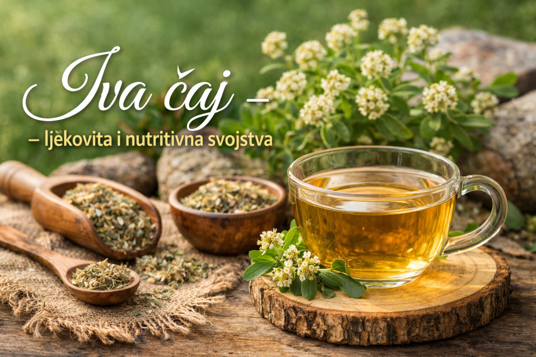 Ljekovita svojstva iva čaja – dar prirode za zdravlje cijelog organizma Ljekovita svojstva iva čaja – dar prirode za zdravlje cijelog organizma