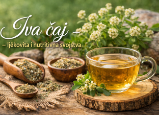 Ljekovita svojstva iva čaja – dar prirode za zdravlje cijelog organizma Ljekovita svojstva iva čaja – dar prirode za zdravlje cijelog organizma