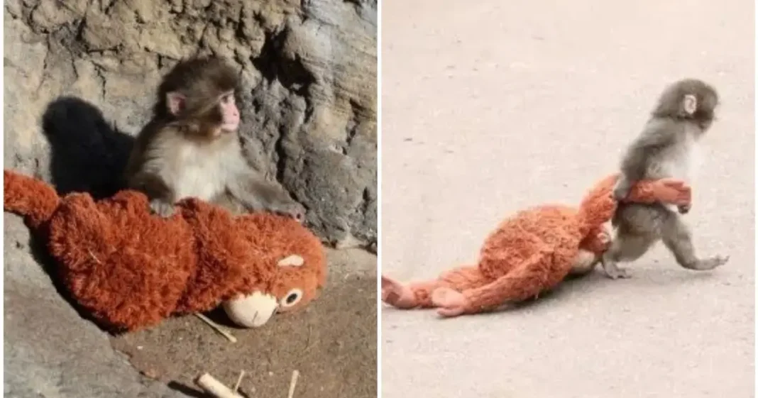 Mali heroj velikog srca: Punch osvojio svijet jednim zagrljajem!