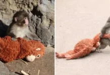 Mali heroj velikog srca: Punch osvojio svijet jednim zagrljajem! Mali heroj velikog srca: Punch osvojio svijet jednim zagrljajem!