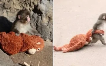 Mali heroj velikog srca: Punch osvojio svijet jednim zagrljajem! Mali heroj velikog srca: Punch osvojio svijet jednim zagrljajem!