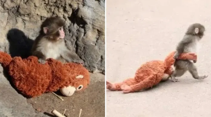 Mali heroj velikog srca: Punch osvojio svijet jednim zagrljajem! Mali heroj velikog srca: Punch osvojio svijet jednim zagrljajem!