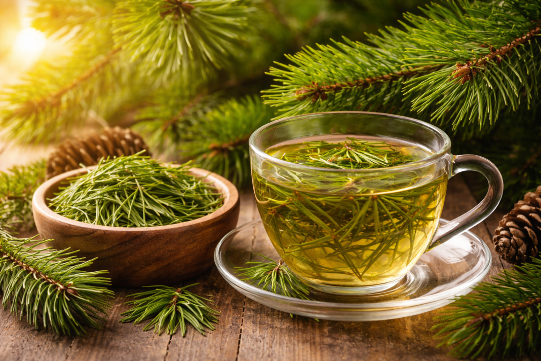 Čudesna moć borovih iglica: Prirodni lijek koji jača imunitet i čisti pluća
