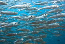 Najzdravija riba nije najskuplja: Evo šta biste trebali jesti češće