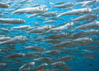 Najzdravija riba nije najskuplja: Evo šta biste trebali jesti češće