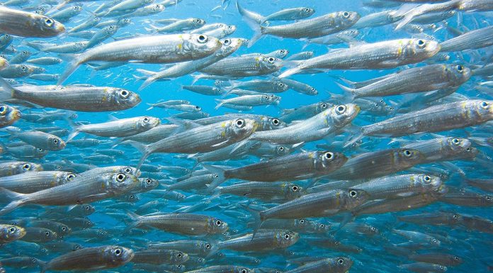 Najzdravija riba nije najskuplja: Evo šta biste trebali jesti češće