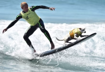 Od lutalice do legende: Pas koji je osvojio svijet surfanja više nije među nama