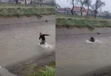 Heroj iz Bosne: Mladić skočio u nabujalu rijeku i spasio srnu
