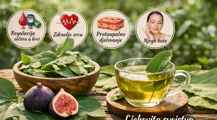 Ljekovita svojstva smokvinog lista – prirodni saveznik zdravlja Ljekovita svojstva smokvinog lista – prirodni saveznik zdravlja