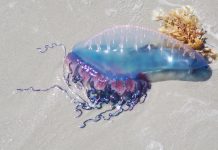 Ovo opasno morsko stvorenje sve češće završava na obalama: Naučnici upozoravaju na zabrinjavajući trend