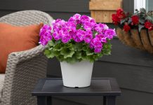 Zaboravite hemiju: prirodni trik iz kuhinje koji čini čuda za cvijeće