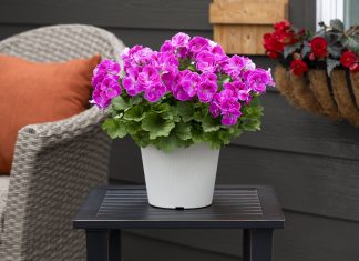 Zaboravite hemiju: prirodni trik iz kuhinje koji čini čuda za cvijeće