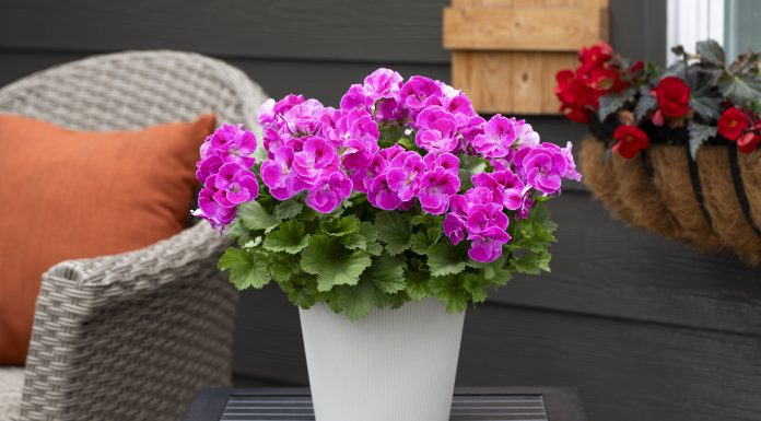 Zaboravite hemiju: prirodni trik iz kuhinje koji čini čuda za cvijeće