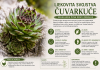 Ljekovita svojstva čuvarkuće – biljka koja čuva dom i zdravlje Ljekovita svojstva čuvarkuće – biljka koja čuva dom i zdravlje