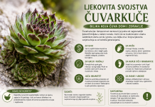 Ljekovita svojstva čuvarkuće – biljka koja čuva dom i zdravlje Ljekovita svojstva čuvarkuće – biljka koja čuva dom i zdravlje