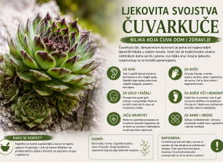 Ljekovita svojstva čuvarkuće – biljka koja čuva dom i zdravlje Ljekovita svojstva čuvarkuće – biljka koja čuva dom i zdravlje