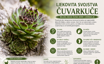 Ljekovita svojstva čuvarkuće – biljka koja čuva dom i zdravlje Ljekovita svojstva čuvarkuće – biljka koja čuva dom i zdravlje