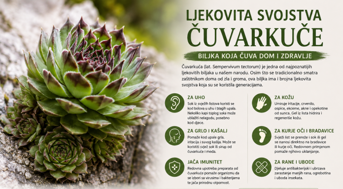 Ljekovita svojstva čuvarkuće – biljka koja čuva dom i zdravlje Ljekovita svojstva čuvarkuće – biljka koja čuva dom i zdravlje