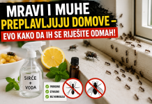 Mravi i muhe preplavljuju domove – evo kako da ih se riješite odmah! Mravi i muhe preplavljuju domove – evo kako da ih se riješite odmah!