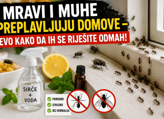 Mravi i muhe preplavljuju domove – evo kako da ih se riješite odmah! Mravi i muhe preplavljuju domove – evo kako da ih se riješite odmah!