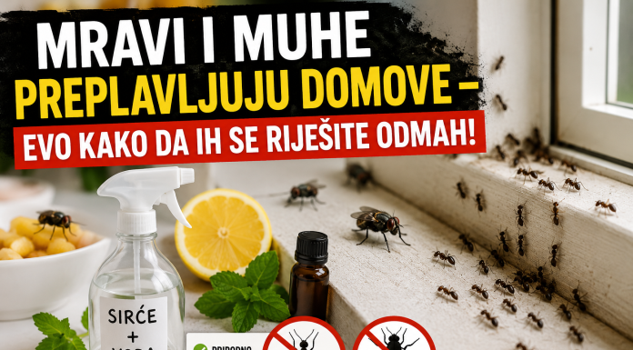 Mravi i muhe preplavljuju domove – evo kako da ih se riješite odmah! Mravi i muhe preplavljuju domove – evo kako da ih se riješite odmah!