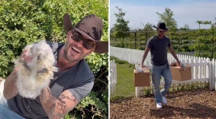 Slavni fudbaler danas uživa u sasvim drugačijem životu: Nove kokoške razveselile David Beckham
