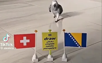 Video koji je oduševio navijače: Papagaj prognozirao pobjednika meča BiH i Švicarske