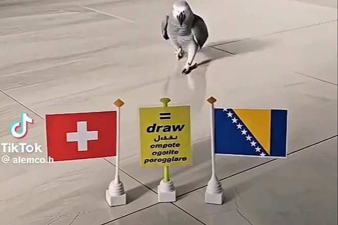 Video koji je oduševio navijače - Papagaj prognozirao pobjednika meča BiH i Švicarske