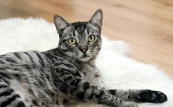 Ako primijetite ovaj pokret kod mačke, prema narodnom vjerovanju očekuje vas lijepa vijest